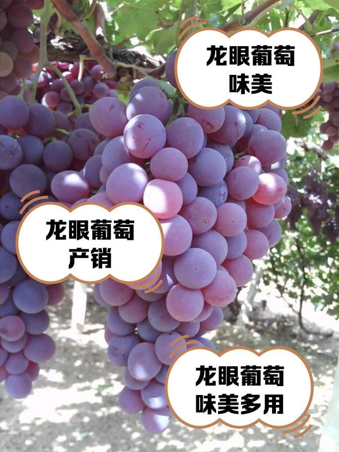 還有哪些龍種金魚是稀有品種？