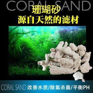 龍魚寵物魚的飼養難度如何，養好一條龍魚并非難事，掌握關鍵要點，