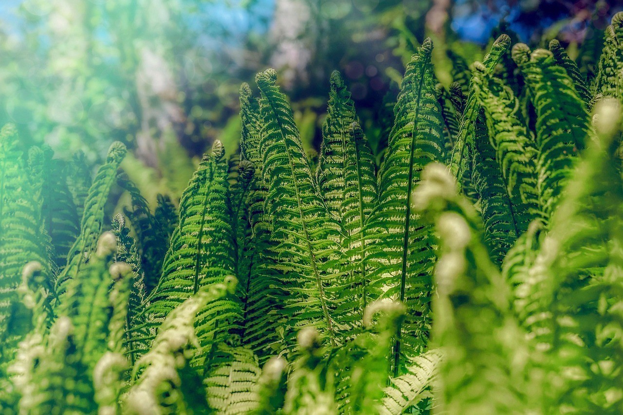 臺(tái)州經(jīng)濟(jì)開發(fā)區(qū)綠沁園藝植物店