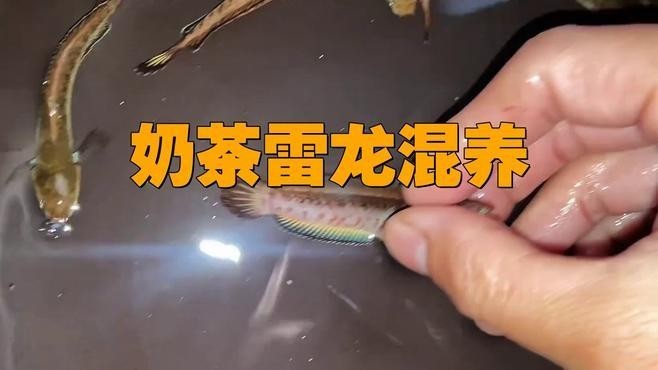 雷龍魚可以和金魚混養嗎圖片欣賞