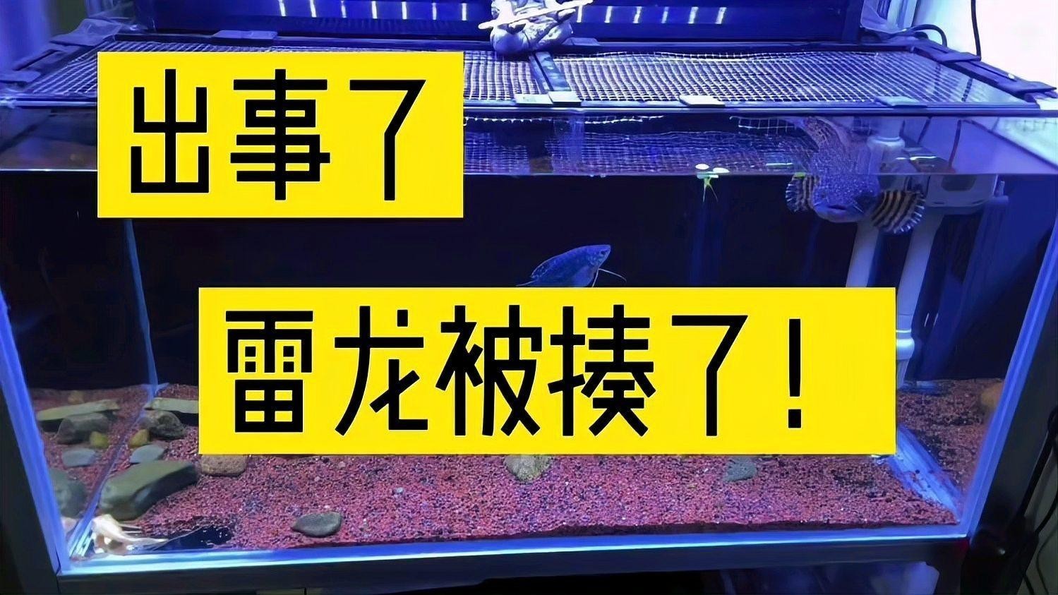 雷龍魚可以和金魚混養嗎圖片欣賞