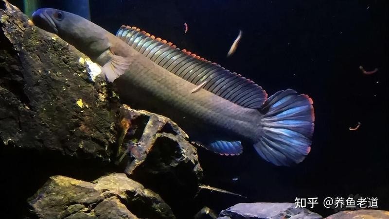 雷龍魚可以和金魚混養嗎圖片欣賞