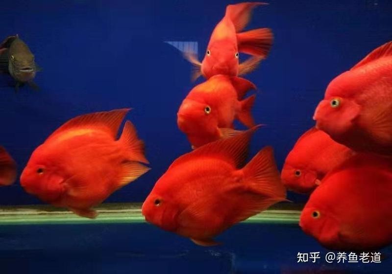 雷龍魚可以和金魚混養嗎圖片欣賞