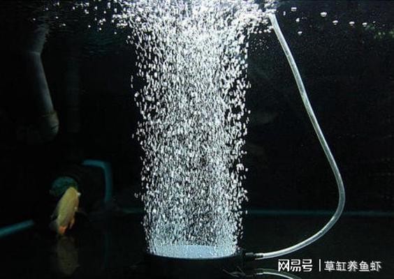 紅龍魚喂食量與喂食頻率的關系圖片（紅龍魚喂食量與喂食頻率的關系圖片大全） 紅龍魚喂食量與喂食頻率的關系圖片（紅龍魚喂食量與喂食頻率的關系圖片大全） 龍魚百科