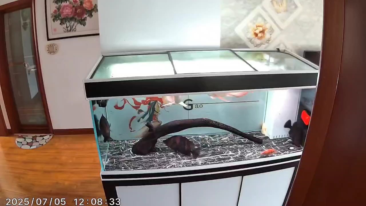 三紋虎變成小黃鴨