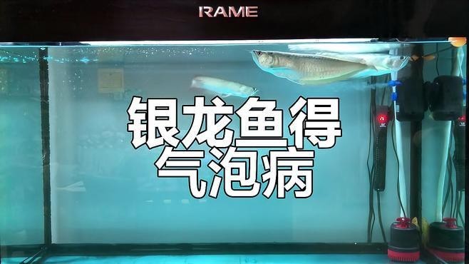 銀龍魚嘴合不上怎么回事