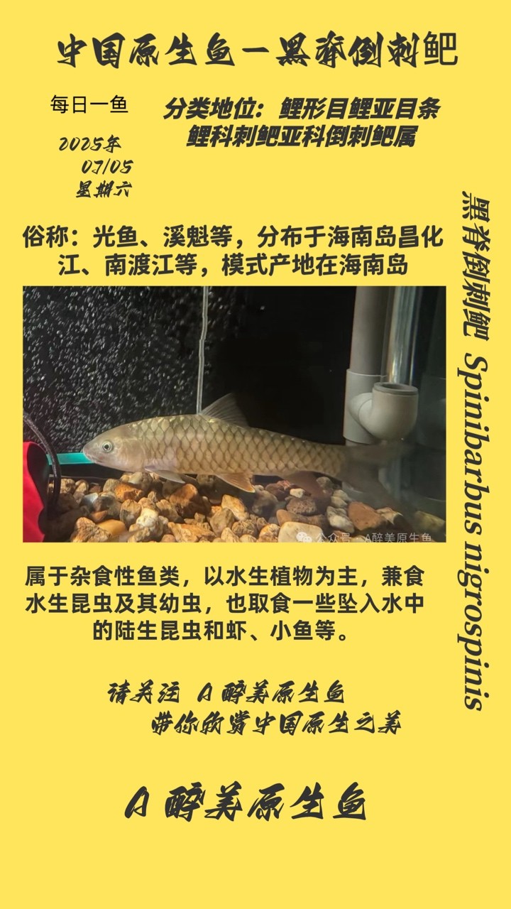 黑脊倒刺鲃