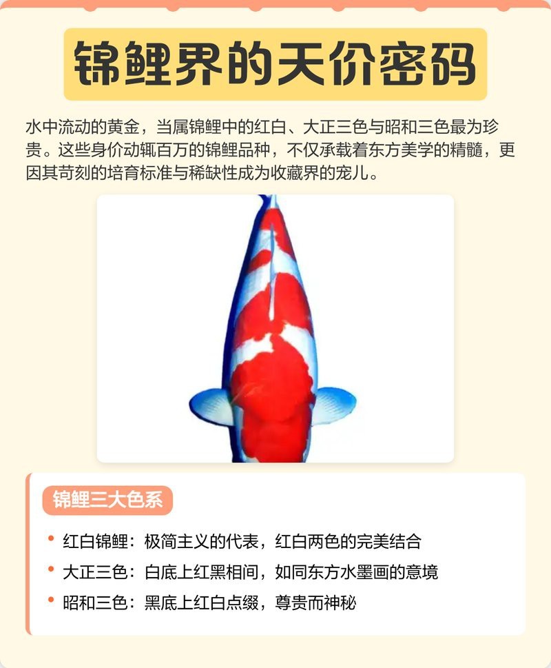 十大名貴錦鯉價格
