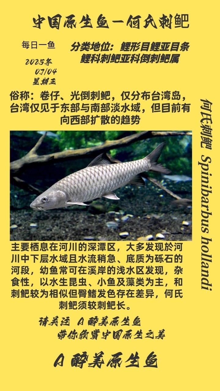 何氏刺鲃
