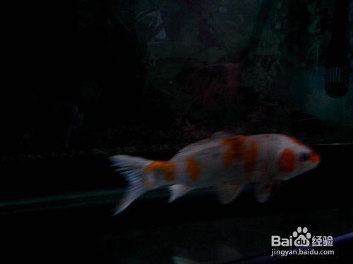 山東東圣旅游發(fā)展有限公司東圣水族館（山東東圣現(xiàn)代農(nóng)業(yè)發(fā)展有限公司）