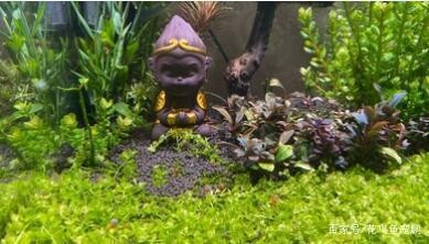 日照市東港區日照街道富貴魚水族館（日照市東港區日照街道富貴魚水族館電話）