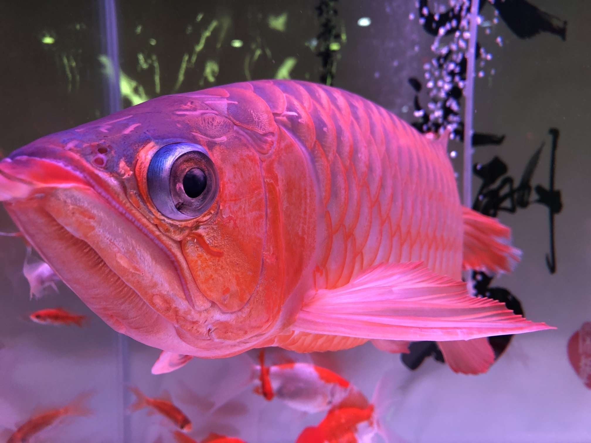 旌陽區(qū)鱻孑水族景觀社