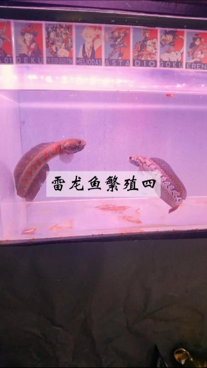 馬來西亞黑魔神雷龍魚 馬來西亞黑魔神雷龍魚 龍魚百科 第8張