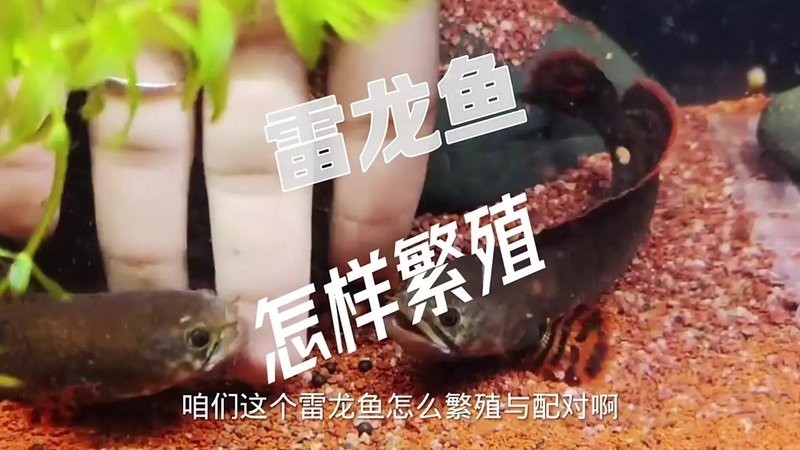 馬來西亞黑魔神雷龍魚 馬來西亞黑魔神雷龍魚 龍魚百科 第9張