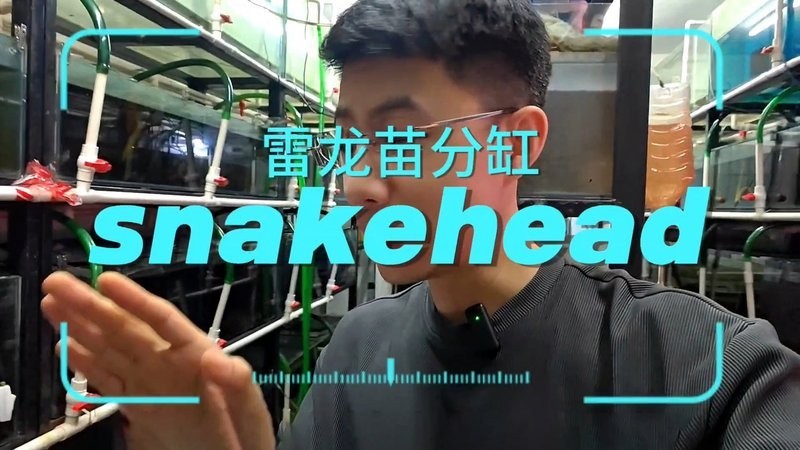 馬來西亞黑魔神雷龍魚 馬來西亞黑魔神雷龍魚 龍魚百科 第10張