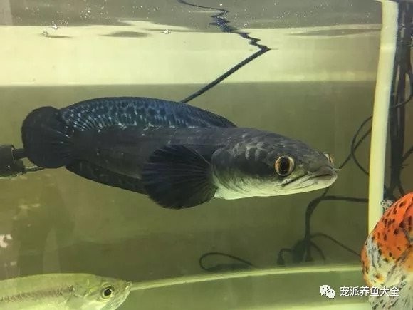 馬來西亞黑魔神雷龍魚 馬來西亞黑魔神雷龍魚 龍魚百科 第11張