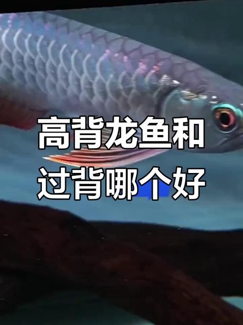高背龍魚和過背龍魚的區(qū)別圖片