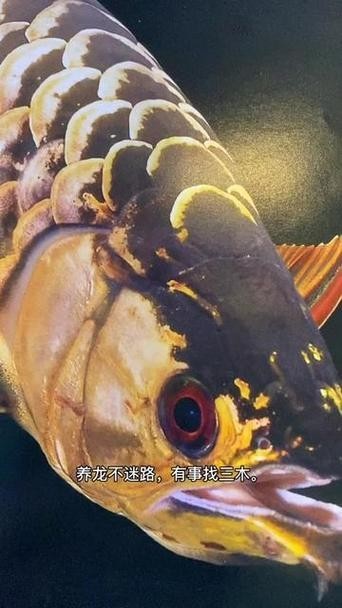 高背龍魚和過背龍魚的區(qū)別圖片