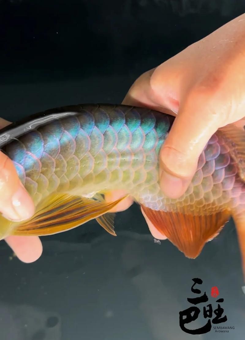 高背龍魚和過背龍魚的區(qū)別圖片