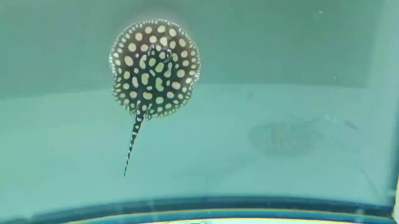 魚缸用增氧泵價格是多少:魚缸增氧機-xtrac增氧機-xtrac增氧機 滿盤爆點,白 龍魚論壇 滿盤爆點,白 滿盤爆點,白 龍魚論壇