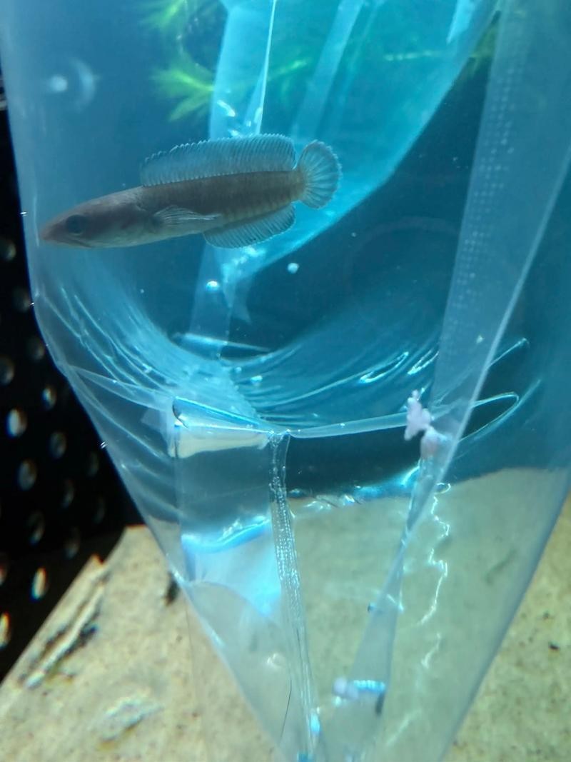 雷龍魚和虎皮魚混養好嗎圖片