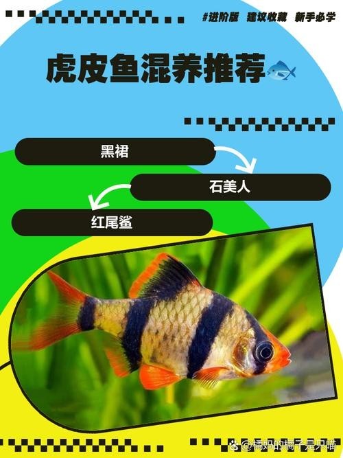 雷龍魚和虎皮魚混養(yǎng)好嗎圖片