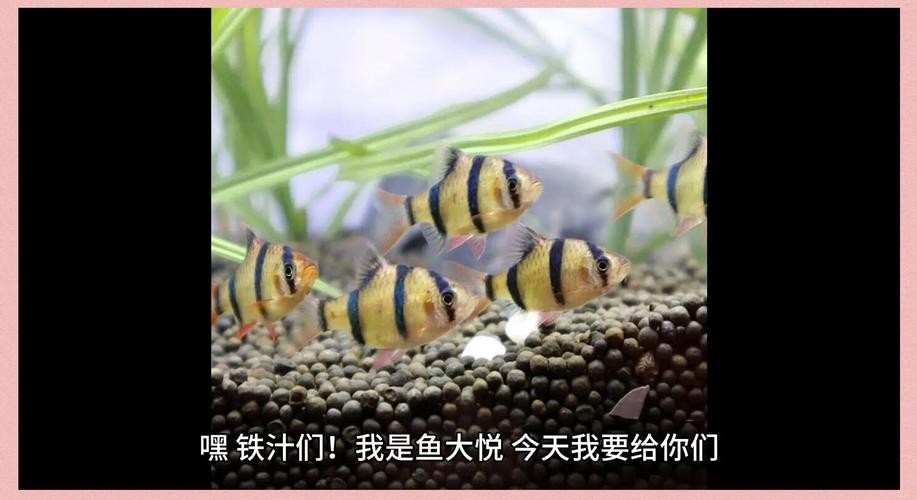 雷龍魚和虎皮魚混養(yǎng)好嗎圖片
