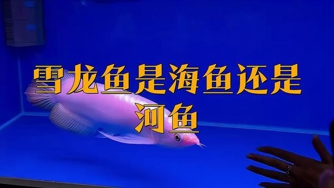 雪龍魚是海魚嗎還是河魚呢 雪龍魚是海魚嗎還是河魚呢 龍魚百科 第1張