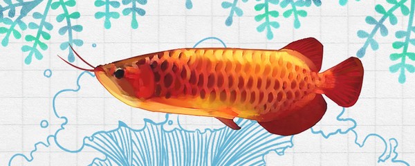 給大魚缸換水的頻率是固定的,而是需要根據多種因素來確定:給大魚缸換水的頻率不是固定的,而是需要根據多種因素來確定 佛山市南海區大瀝林德祥水族館:佛山市南海區大瀝林德祥水族館電話 全國水族館企業名錄 佛山市南海區大瀝林德祥水族館:佛山市南海區大瀝林德祥水族館電話 佛山市南海區大瀝林德祥水族館:佛山市南海區大瀝林德祥水族館電話 全國水族館企業名錄