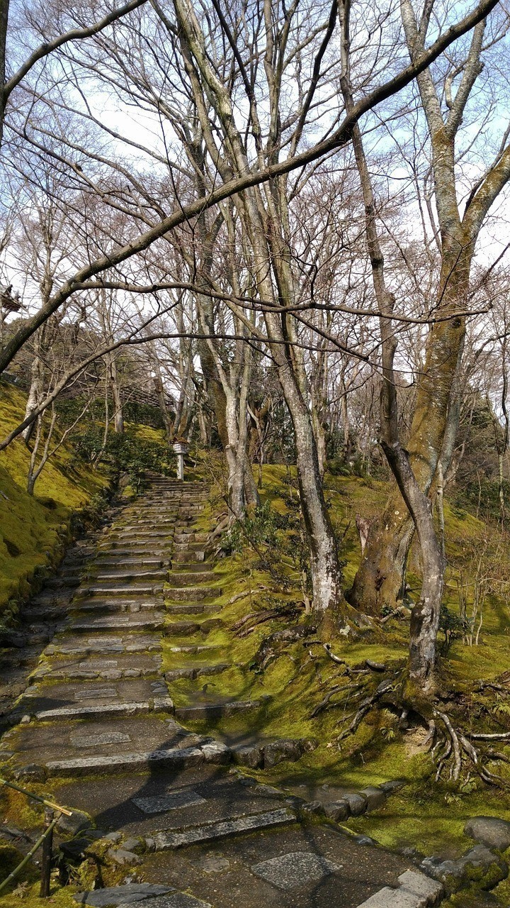 日職湘南海洋對大阪櫻花