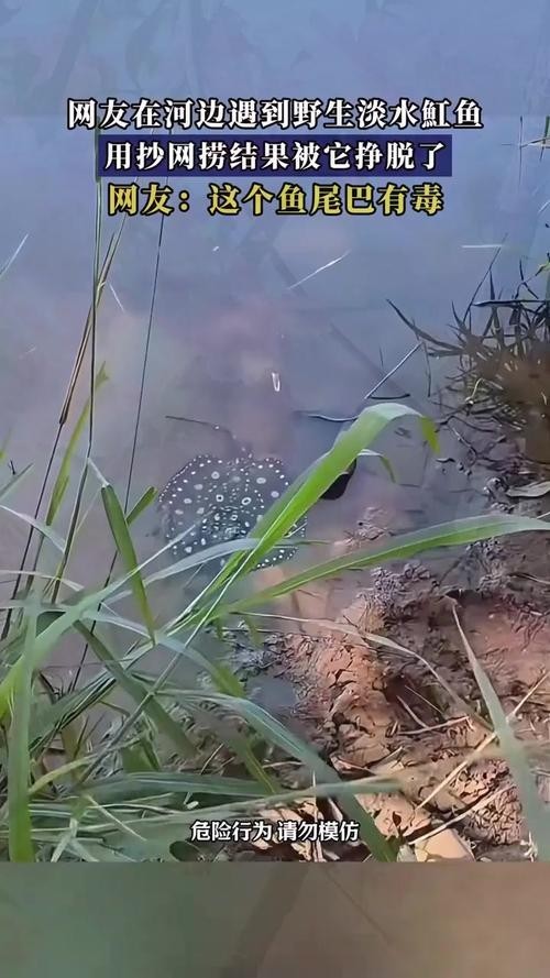 龍魚缸還能養(yǎng)什么魚圖片