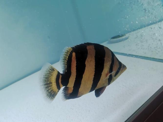龍魚缸還能養(yǎng)什么魚圖片