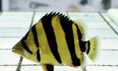 龍魚缸還能養(yǎng)什么魚圖片