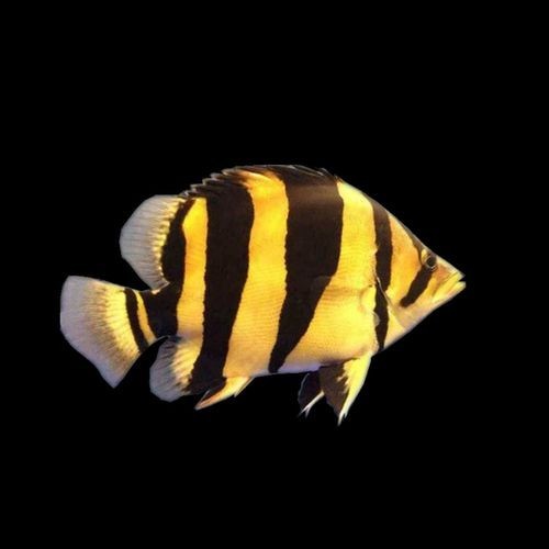 龍魚缸還能養什么魚圖片