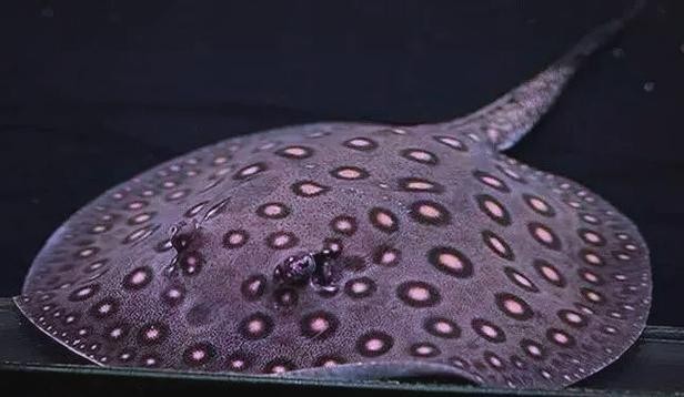 龍魚缸還能養(yǎng)什么魚圖片