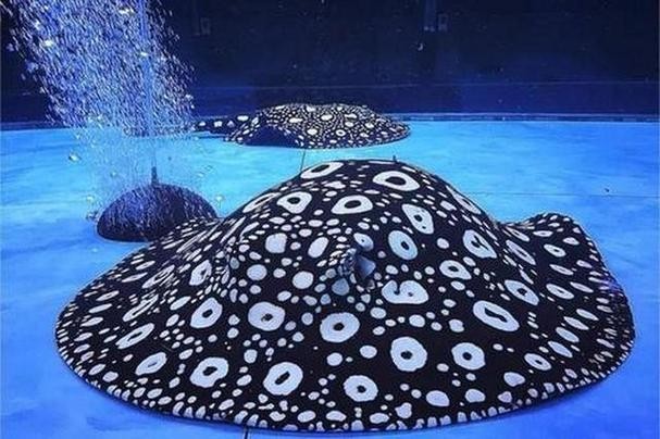 龍魚缸還能養(yǎng)什么魚圖片