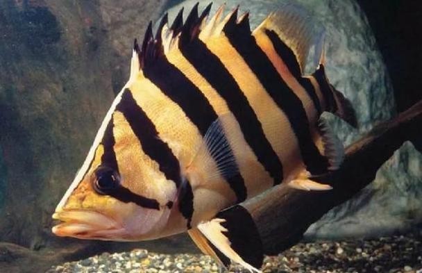 龍魚缸還能養(yǎng)什么魚圖片