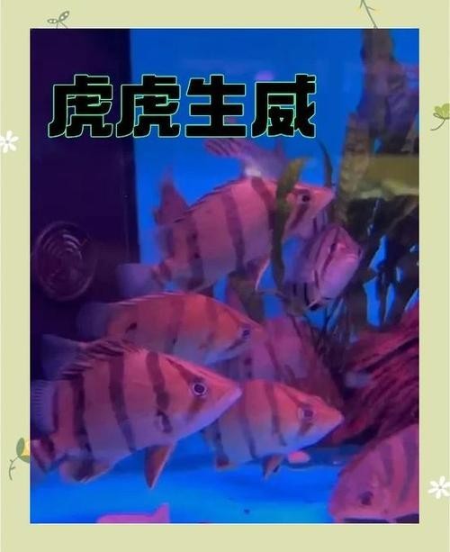 龍魚缸還能養(yǎng)什么魚圖片