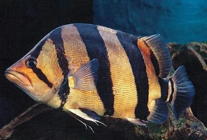龍魚缸還能養什么魚圖片