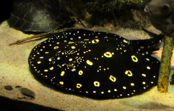 龍魚缸還能養(yǎng)什么魚圖片