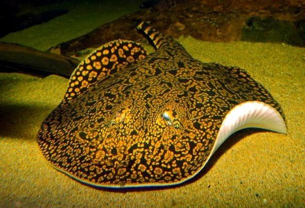 龍魚缸還能養(yǎng)什么魚圖片