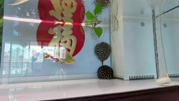 龍魚缸還能養(yǎng)什么魚圖片