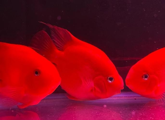 龍魚缸還能養(yǎng)什么魚圖片