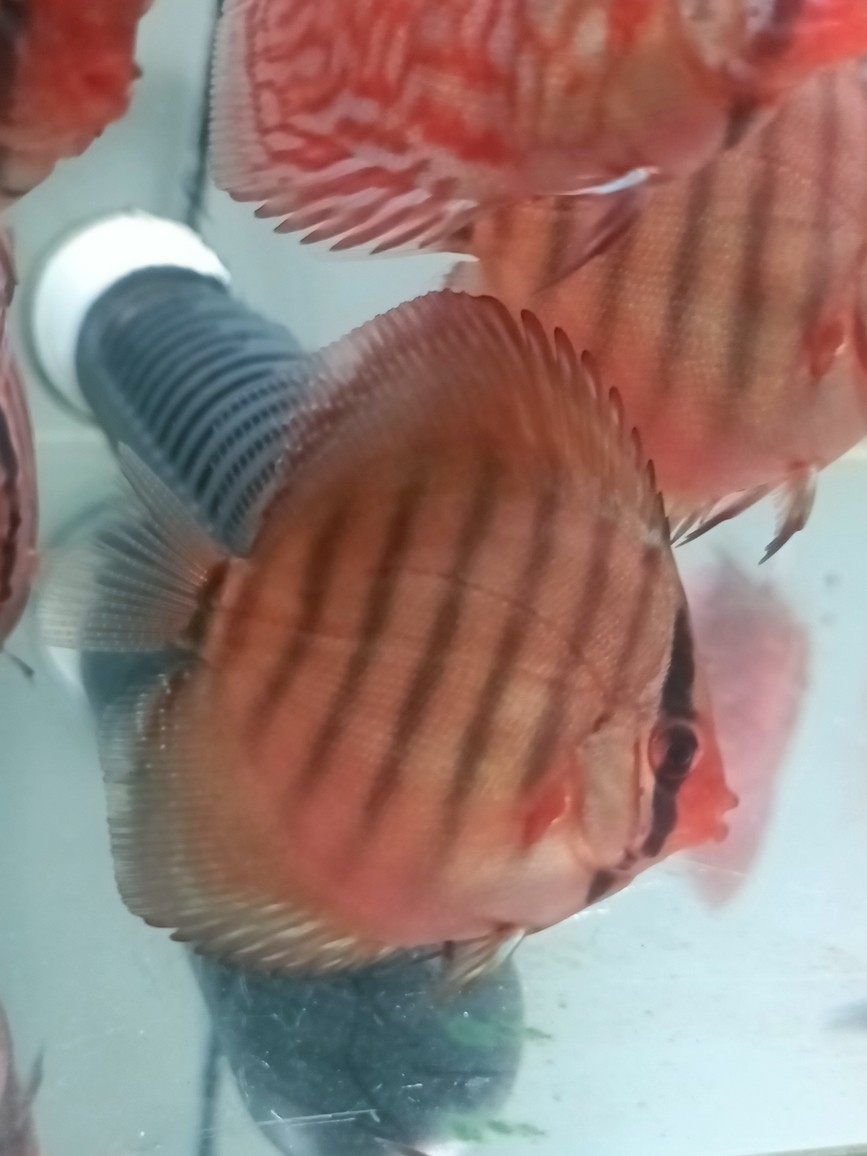七彩神仙魚品種