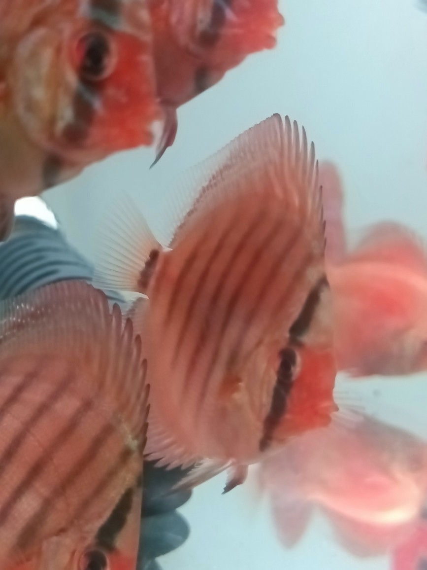 七彩神仙魚品種