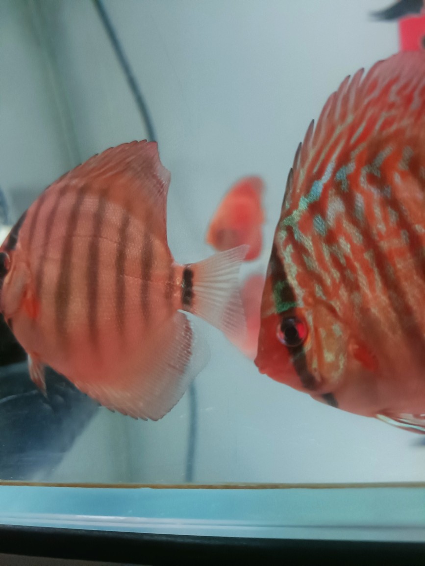 七彩神仙魚品種