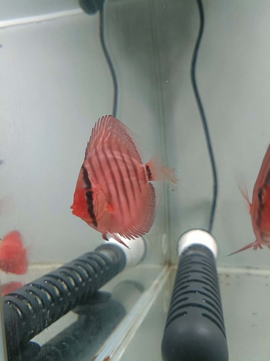 七彩神仙魚品種