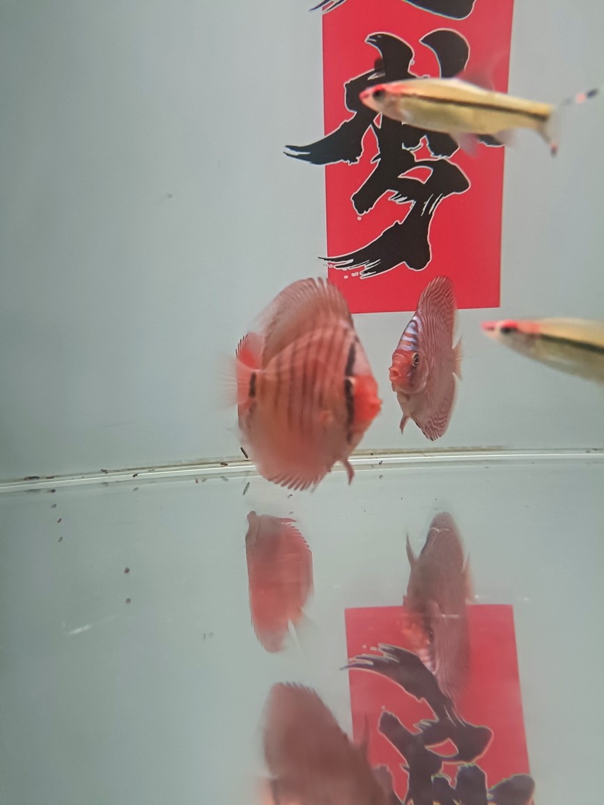 七彩神仙魚品種