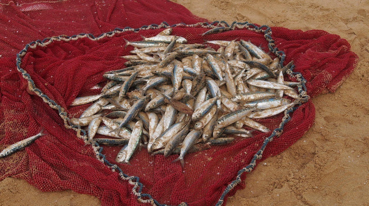 黑云魚為何不能隨便養(yǎng)