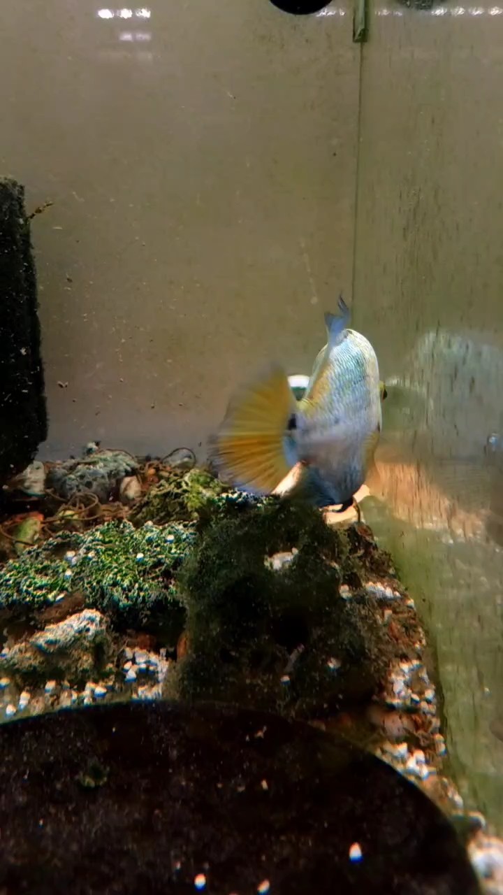 幸存的小魚